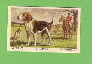 1949 FAVOURITE DOG CARD #21 - FOX HOUND