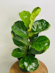 LIVE Ficus Lyrata, Fiddle Fig, Indoor evergreen plant in 6" growers pot - Picture 1 of 4