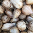 20 Danford Iris (Iris danfordiae) Bulbs (Free Postage UK)