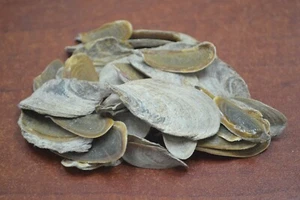 NATURAL OPERCULUM ONYCHA SMALL THIN INCENSE 1 OZ - Picture 1 of 1