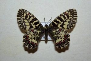ZERYNTHIA POLYXENA CASSANDRA ♀ LATTEVITTATA - SICILIA ITALIA , Papilionidae - Imagen 1 de 2