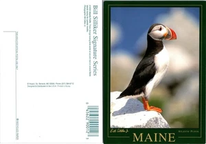 Maine Islands Atlantic Puffins Sitting On White Rock Orange Feet VTG Postcard - Picture 1 of 2