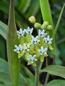 Asclepias Nivea Seeds Monarch Butterfly Host Plant Tropical Caribbean Milkweed - Picture 1 of 6