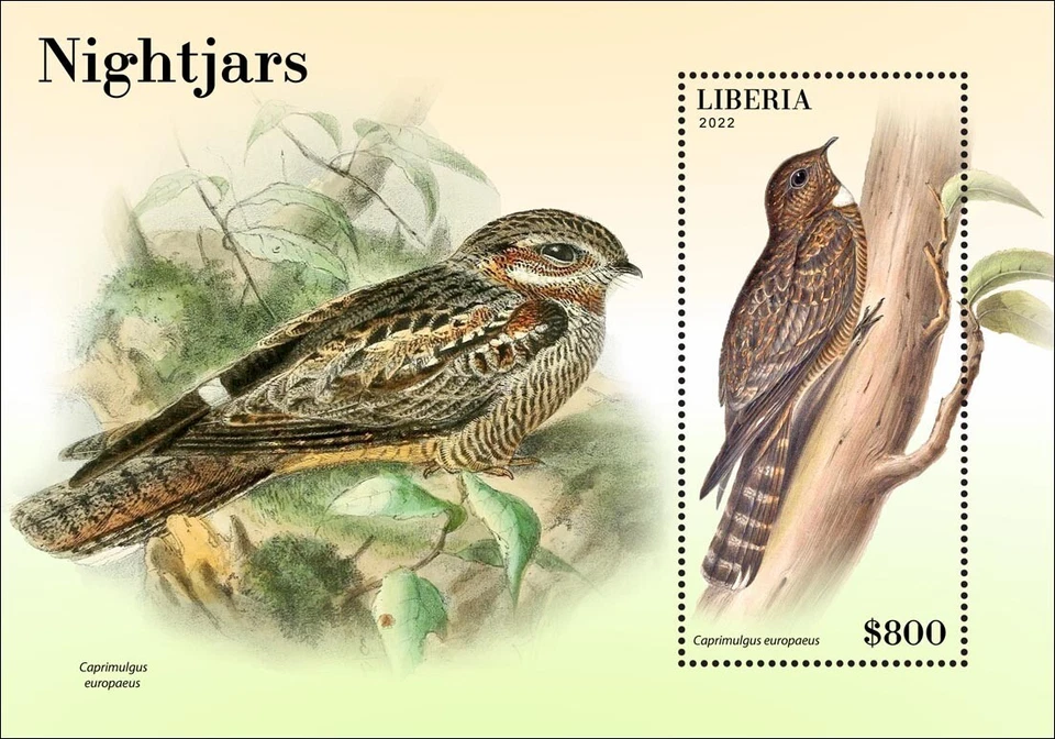 Estampillas Nightjars Birds MNH 2022 Liberia S/S Foto 1 de 1