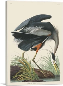 ARTCANVAS Great Blue Heron Canvas Art Print by John James Audubon - Picture 1 of 11