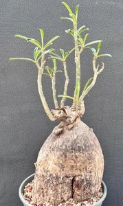 11.6cm Rare plant Adenium swazicum WYSIWYG Own Root Boutique Caudex - Picture 1 of 5