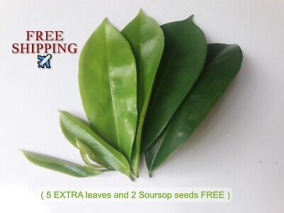 100+ Ceylon Dried Soursop Leaves Organic Natural Tea Annona GUANABANA GRAVIOLA🌿 • 7.99€