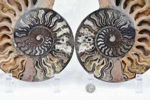 RARE 1 in 100 BLACK Ammonite Split PAIR Deep Crystals XXLARGE 7.5" 185mm 3009ou - Picture 1 of 12
