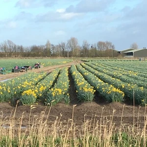 60 Mixed Daffodil Bulbs Ready To Plant (Free UK Postage) - Picture 1 of 1