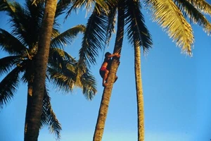 Original 1996 35mm Slide, "Climbing For Coconuts" , Oahu, Hawaii - Picture 1 of 1