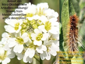 Graukresse, Berteroa incana, hoary alyssum, 300 seeds, samen - Bild 1 von 15