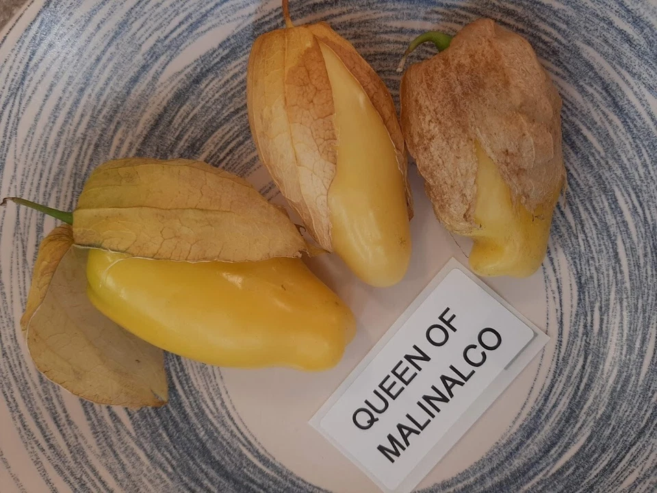 Tomatillo Queen of Malinalco - Physalis ixocarpa 10+ Samen - Seeds So 065 - Bild 1 von 1