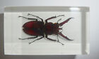 Insect Magnet Mountain Stag Beetle On White Bottom Clear Lucite Block Bk2m