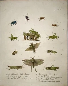 1816 Gryllus, Insekten, Grillen, Imp. Folio 42.5 CM, Brodtmann - Picture 1 of 2