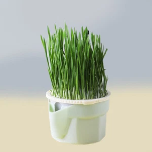 Cat Snack Planting Color Pot Lazy Soilless Hydroponic Cat Grass Planting Box - Bild 1 von 12