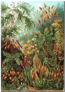 ERNST HAECKEL CANVAS PRINT Art Nouveau Vintage Botany 16"X 12" Muscinae - Picture 1 of 1