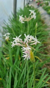 5 Plantas de Tulbaghia BLANCA Flor de Ajo COMESTIBLE ECOLOGICA - Imagen 1 de 4