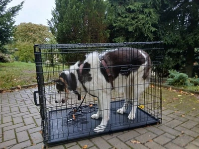 Hundetransportkäfig - Bild 1 von 3