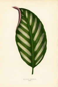 1861 EJ Lowe Esq, bellissime piante a foglie - #26 - Foto 1 di 4
