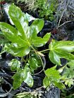 Fatsia Japonica, Hardy, Evergreen Shrub, 15 cm pot, glossy leaves, white flowers