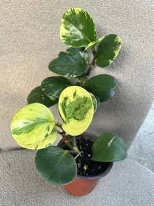 Variegated Peperomia Obtusifolia Marble Rubber House Plant  in 4" Pot - Picture 1 of 1