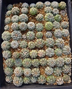 70pcs Rare liveSucculent Plant Astrophytum asterias 'Rensei ’ Random Own Root - Picture 1 of 9