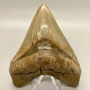 Gorgeous High Quality Sharply Serrated 4.46" Fossil MEGALODON Tooth- USA - Picture 1 of 8