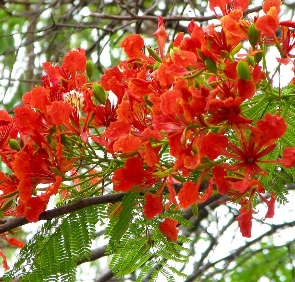 Delonix regia | Flamboyant Tree | Royal Poinciana - Flammenbaum | Königspoincian - Bild 1 von 1