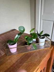 Vintage MCM Messingglas lang lg Display Curio Case Box Pflanze Rechteckig Terrarium - Bild 1 von 7