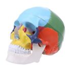 Life Size Colorful Human Skull Model Anatomical Anatomy Teaching Skeleto