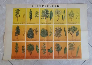 POSTER STAMPA I SEMPRE VERDI FRATELLI FABBRI EDITORE PIANTA PIANTE ALBERO 1970 - Picture 1 of 1