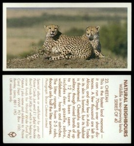Cheetah #23 Natural Neighbours 1992 Brooke Bond Tea Card