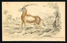 Blackbuck, Indian Antelope, Bezoartica, Hand-Colored Antique Print, Jardine 1836