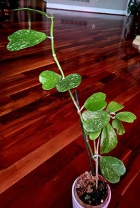 Rare XL Hoya Kerii Super splash 26" Tall Not Monstera Anthurium Syngonium Aroid - Picture 1 of 21