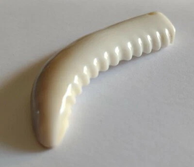 PERLANDO: Anhänger Kauri Zahn 53 mm Perlmutt Muschel gesägt - Bild 1 von 4