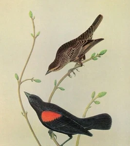 John James Audubon Birds RED-WINGED BLACKBIRD Vintage Book Plate Art Print 272 - Picture 1 of 3