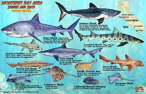 Monterey Bay Area Sharks & Rays Franko Maps Laminated Fish Card - Picture 1 of 2