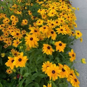 200+SEEDS-BLACK EYED SUSAN Perennial Rudbeckia NativeWildflower USA Buy2Get1free - Picture 1 of 2