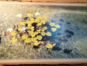Water Lily Color Photograph Printed on Wood Bark Edge top and Bottom 12" x 9" - Foto 1 di 5