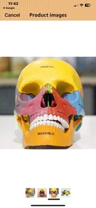 Schädel Modell Medizin Lehre Bunt 4D Modell Beschriftet Bildung Bau Studie - Bild 1 von 3