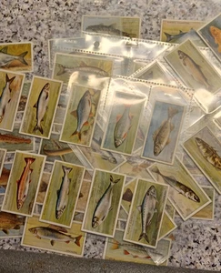 John Player & Sons: British Fresh-Water Fishes Complete Set of 50 - Picture 1 of 8