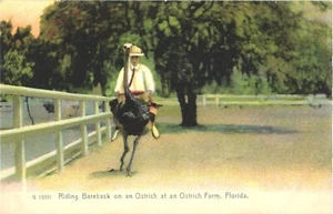 Florida Reiten Bareback auf einem Strauß auf einer Straußenfarm Vintage Postkarte - Bild 1 von 2