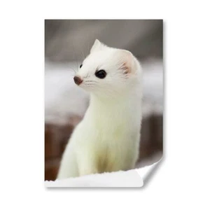 A4 - Short Tailed Weasel Animal Poster 21X29.7cm280gsm #12682 - Picture 1 of 7