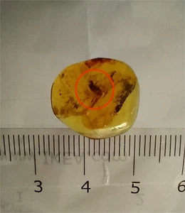MA209 Ámbar fósil con Insecto de 99 millones años Cretácico Fósiles - Foto 1 di 12