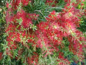 Callistemon viminalis Slim(TM) 'CV01' PBR Native hedge - Picture 1 of 9