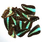 GIFT 20 pcs green REAL BUTTERFLY wing material  DIY artwork jewelry  #2