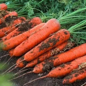 Carrot seeds eaten raw, sweet and crispy, high nutrient vegetable seeds - Picture 1 of 11