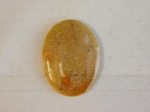 Fossil Palmenholz Cabochon - Bild 1 von 6