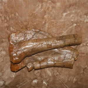 Edmontosaurus Tibia Fibula - Formazione Hell Creek South Dakota - tardo Cretaceo - Foto 1 di 10