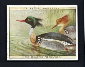 PLAYER - GAME BIRDS & WILD FOWL (LARGE) - #11 RED BREASTED MERGANSER